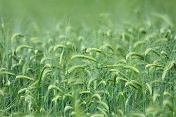 Field of barley