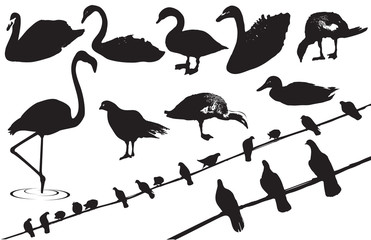 Birds.Vector black silhouettes of wild birds on white