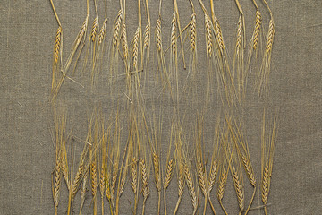 several spikelets of wheat