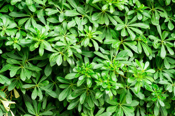 Obraz premium Green leaves wall background