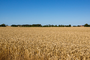 Fototapeta premium Grano danese
