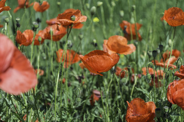 poppies in a field of wheat
