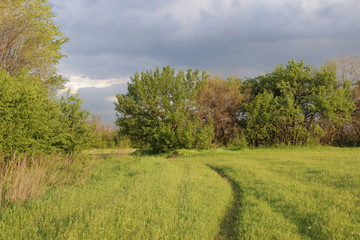 Obraz premium Зелёный ковёр.