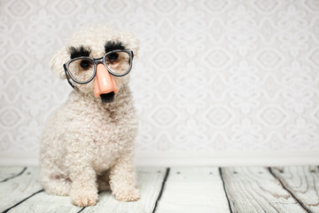 Hund mit Nasenbrille