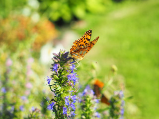Lavendelblüte mit Schmetterling