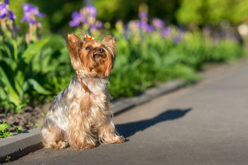 Yorkshire Terrier portrait