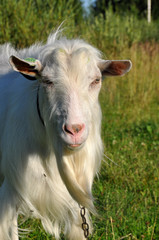 white goat