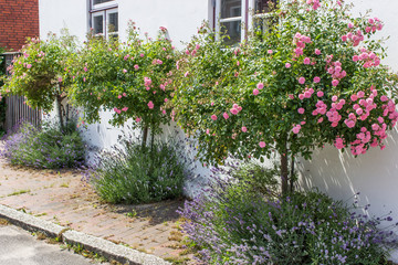 rose bushes / white house with rose bushes and lavender 