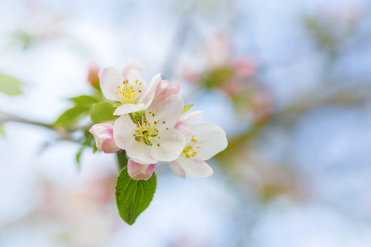 branch of apple blossoms colorful spring soft blur background
