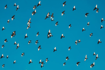 Vögel im Flug