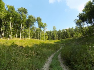 Fototapeta na wymiar Path in deciduous forest