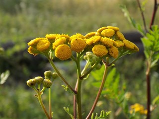 Yellow flowers