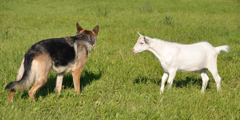 Shepherd and white goat