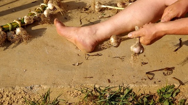 Knitting braid of garlic

