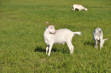 White baby goat in a green field on a farm