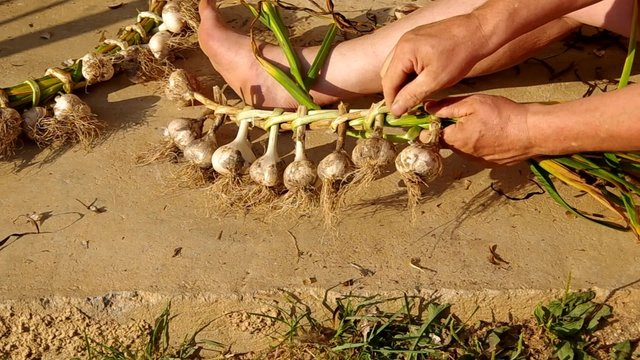 Knitting braid of garlic
