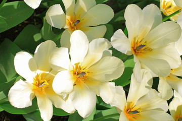 Fototapeta na wymiar Spring garden with colorful tulips.