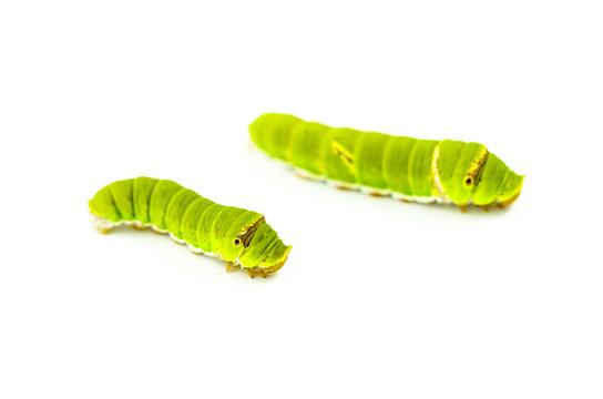 worm
