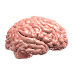 Human brain 3d illustration