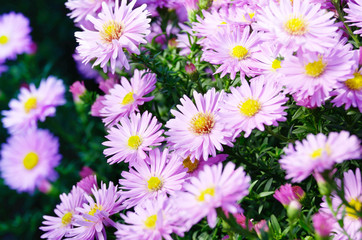 Violet Asters
