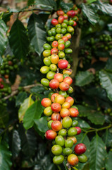 fresh coffee berries