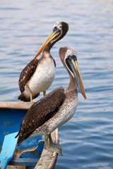 Resting Peruvian pelicans