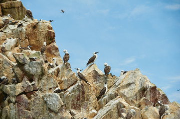 Fototapeta na wymiar Resting seabirds