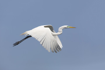 Great Egret (Ardea alba) in Breeding Plumage Taking Flight - High Island, Texas