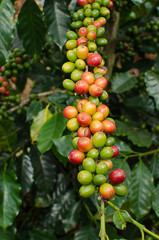 fresh coffee berries