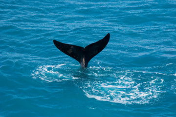 Whale tail