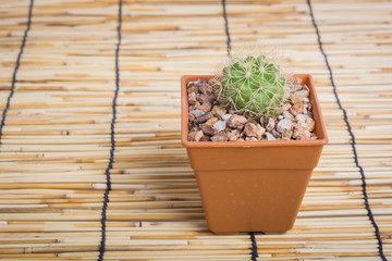 Cactus on the wooden background