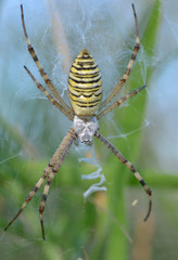Big spider hanging on its web in the grass