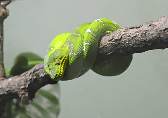 Emerald Tree Boa on branch