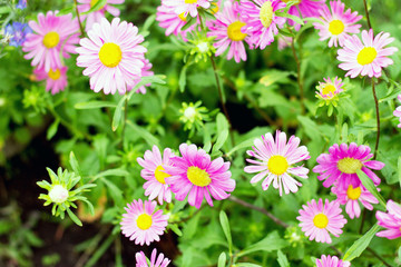 New England Aster flower blooming in the garden, selective focus