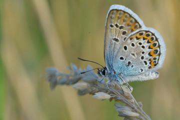 Common Blue (Polyommatus icarus) butterfly on a wild flower
