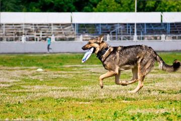 Shepherd dog running after a Frisbee disc competitions