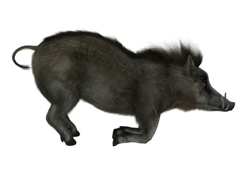 Warthog