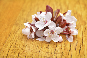 Fototapeta na wymiar Flowers of prunus cerasifera
