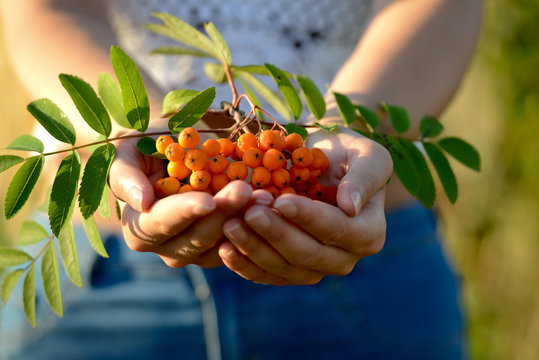 Beeren einer Eberesche