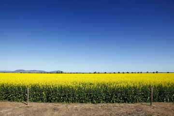 Canola crop. Australia.