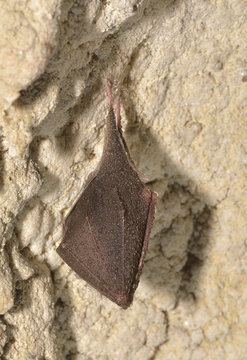 Greater mouse-eared bat ( Myotis myotis)