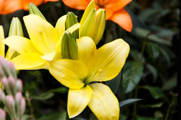 Obraz premium tropical flower closeup
