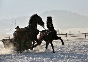 man with sledge pulled by horses outdoor in winter