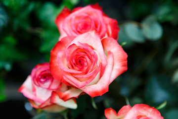 detailed rose closeup