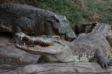Obraz premium Crocodile resting on the timber.