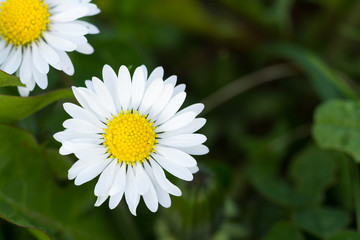 Field of daisy flowers 
