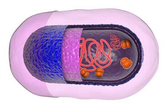 Structure Of Bacterial Cell