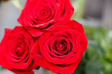 detailed rose closeup