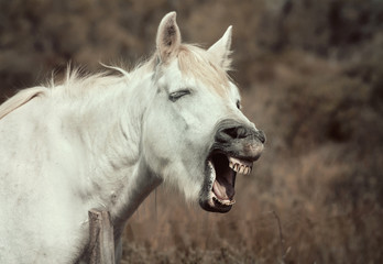 Obraz na płótnie Canvas Neighing white horse