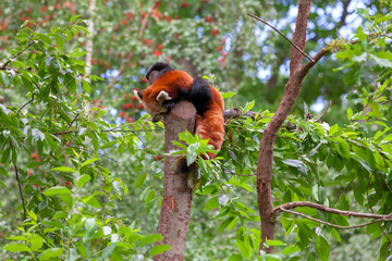 Obraz premium Red Panda sitting alone in a tree